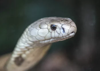 Estudo prevê substituição de roedor em testes antiveneno de serpentes