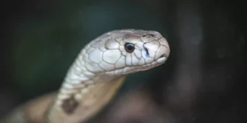 Estudo prevê substituição de roedor em testes antiveneno de serpentes