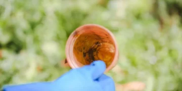 Santa Catarina intensifica ações contra o Aedes aegypti após aumento de casos de dengue