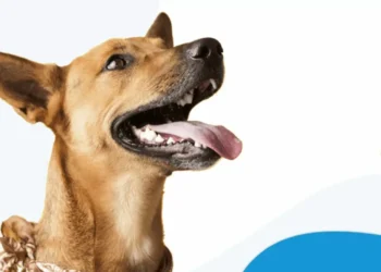 Relator do Cade diz que tribunal ainda não definiu posição sobre fusão Petz e Cobasi