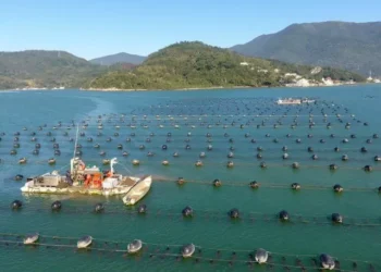 Santa Catarina bate recordes e se consolida como potência do agronegócio brasileiro