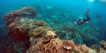 “Uma tragédia para a natureza”. Recifes de corais atingem ponto climático sem retorno