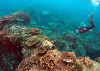 “Uma tragédia para a natureza”. Recifes de corais atingem ponto climático sem retorno