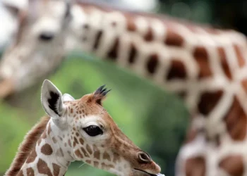 Porque é que as girafas têm pernas tão compridas? O segredo está na natureza