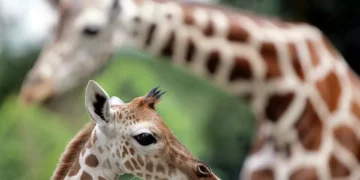 Porque é que as girafas têm pernas tão compridas? O segredo está na natureza