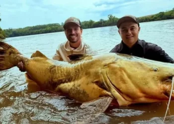 Jaú de 100 quilos fisgado no Rio Ivaí pode bater recorde nacional de pesca