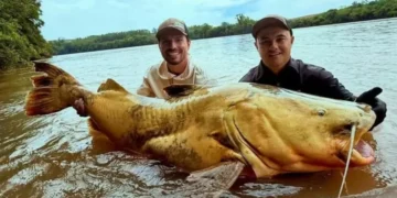 Jaú de 100 quilos fisgado no Rio Ivaí pode bater recorde nacional de pesca