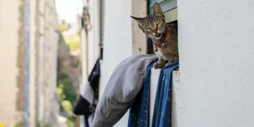 Gato doméstico na Europa? Estudo conclui que chegou milhares de anos depois do que se pensava