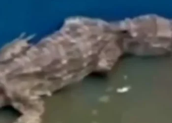 Imagens revelam locais de tortura e uso de jacarés pelo Comando Vermelho no Complexo da Penha