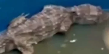 Imagens revelam locais de tortura e uso de jacarés pelo Comando Vermelho no Complexo da Penha