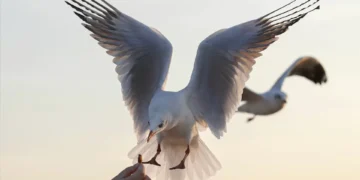 Plástico equivalente a três cubos de açúcar é suficiente para uma ave marinha morrer