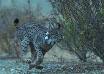 Campanha de monitorização do lince-ibérico atinge número recorde de capturas