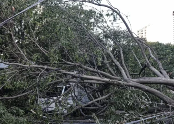 Defesa Civil de SP recebe 514 chamados por quedas de árvores
