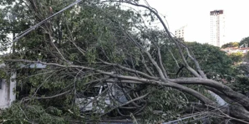 Defesa Civil de SP recebe 514 chamados por quedas de árvores