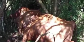 Temporal com raios provoca morte de 26 bovinos e gera prejuízo de R$ 100 mil em SC