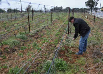 Governo apoia agricultores devido ao mau tempo