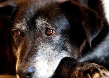 Justiça condena lojista a 5 anos de reclusão por maus-tratos a cães