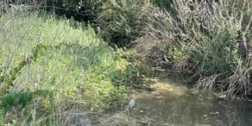 Presidente da Câmara de Leiria alerta que ansiedade das pessoas está a crescer devido ao mau tempo