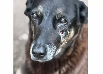 Caso Orelha: o que se sabe até agora sobre a morte do cão em SC