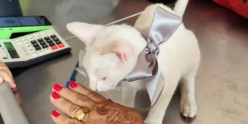 Mulher reage a agressão contra gato e enfrenta suspeito para defender o animal