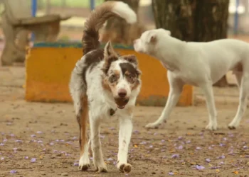 Mais de 300 pets estarão disponíveis para adoção em evento em SP