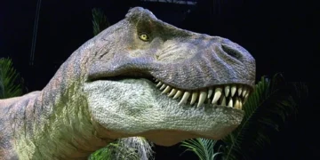 Um pedacinho de cada vez, dinossauro T-Rex crescia sem parar até aos 40 anos