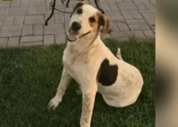 Cachorro comunitário Abacate é morto por um tiro no Paraná