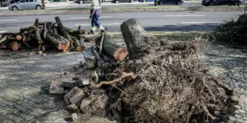 ANEPC registou mais de oito mil ocorrências. Queda de árvores e estruturas são as mais comuns