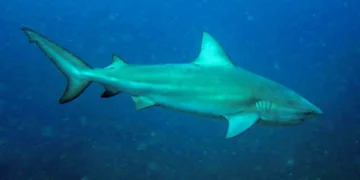 Tubarão-cabeça-chata é provável espécie que atacou garoto em Olinda