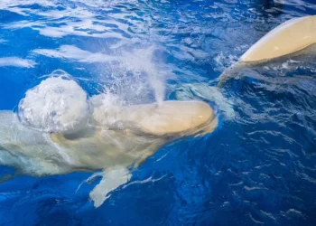 Como as baleias-brancas do Alasca garantem a sobrevivência da espécie