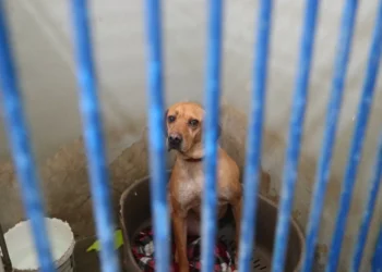 Câmara de Coimbra evacua preventivamente Canil Municipal devido à subida do Mondego