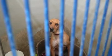 Câmara de Coimbra evacua preventivamente Canil Municipal devido à subida do Mondego