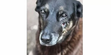 Saiba que sanções podem ser aplicadas a jovens que mataram cão Orelha