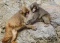 Punch: o macaco que abraçava um peluche foi acolhido por um novo grupo