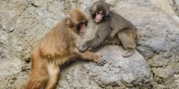 Punch: o macaco que abraçava um peluche foi acolhido por um novo grupo