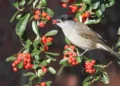 Estudo revela que preferência das aves por frutos raros é crucial para a biodiversidade