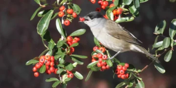 Estudo revela que preferência das aves por frutos raros é crucial para a biodiversidade