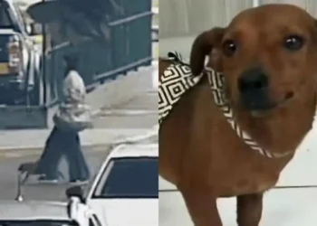 Mulher é indiciada por maus-tratos após abandonar cadela em rodoviária de SC