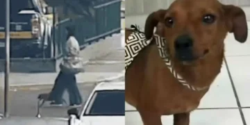 Mulher é indiciada por maus-tratos após abandonar cadela em rodoviária de SC