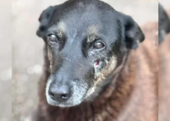 Perícia não consegue apontar o que causou a morte do cão Orelha em SC