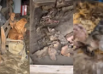 Justiça de SC aceita denúncia e torna réu homem acusado de manter cães mortos congelados em freezer