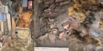 Justiça de SC aceita denúncia e torna réu homem acusado de manter cães mortos congelados em freezer