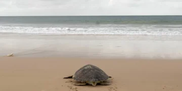 Tartarugas gigantes regressam às Galápagos após quase 200 anos