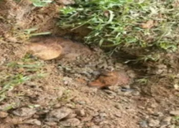 Em Rio dos Cedros, idoso de 70 anos é preso por matar cachorro à paulada