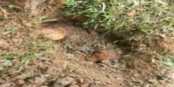 Em Rio dos Cedros, idoso de 70 anos é preso por matar cachorro à paulada