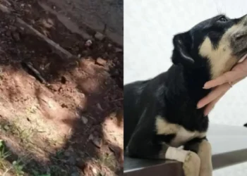 Polícia Civil faz operação após cadela prenha ser enterrada viva em condomínio de SC