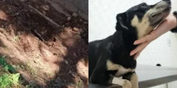 Polícia Civil faz operação após cadela prenha ser enterrada viva em condomínio de SC