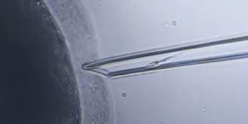 Ordem dos Biólogos alerta para riscos da inseminação caseira