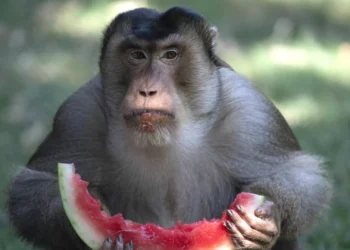 Macacos podem brincar ao “faz de conta” e imaginar como os humanos