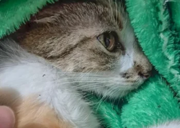 Mulher é presa após arremessar gata do 12º andar de prédio em Curitiba